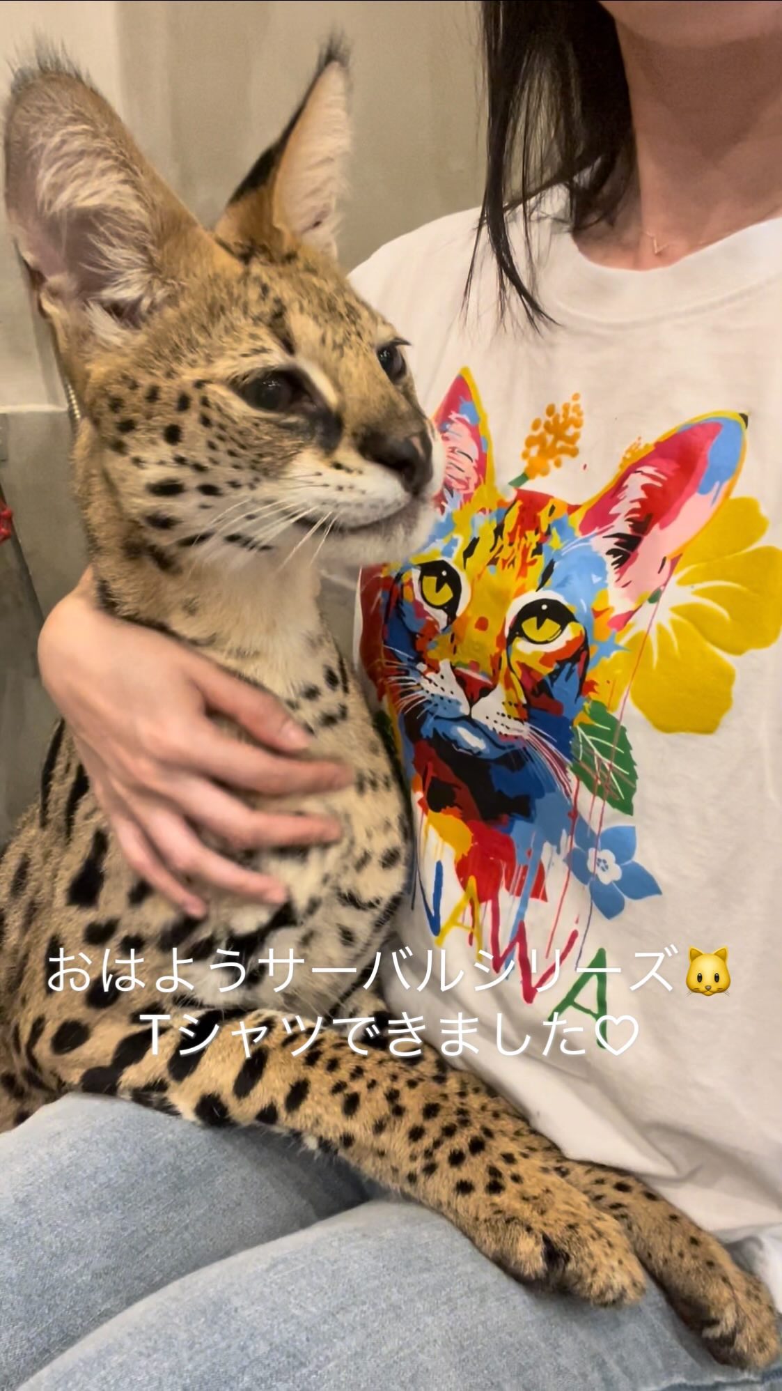 Surin | 沖縄 サーバルキャットに会えるカフェ