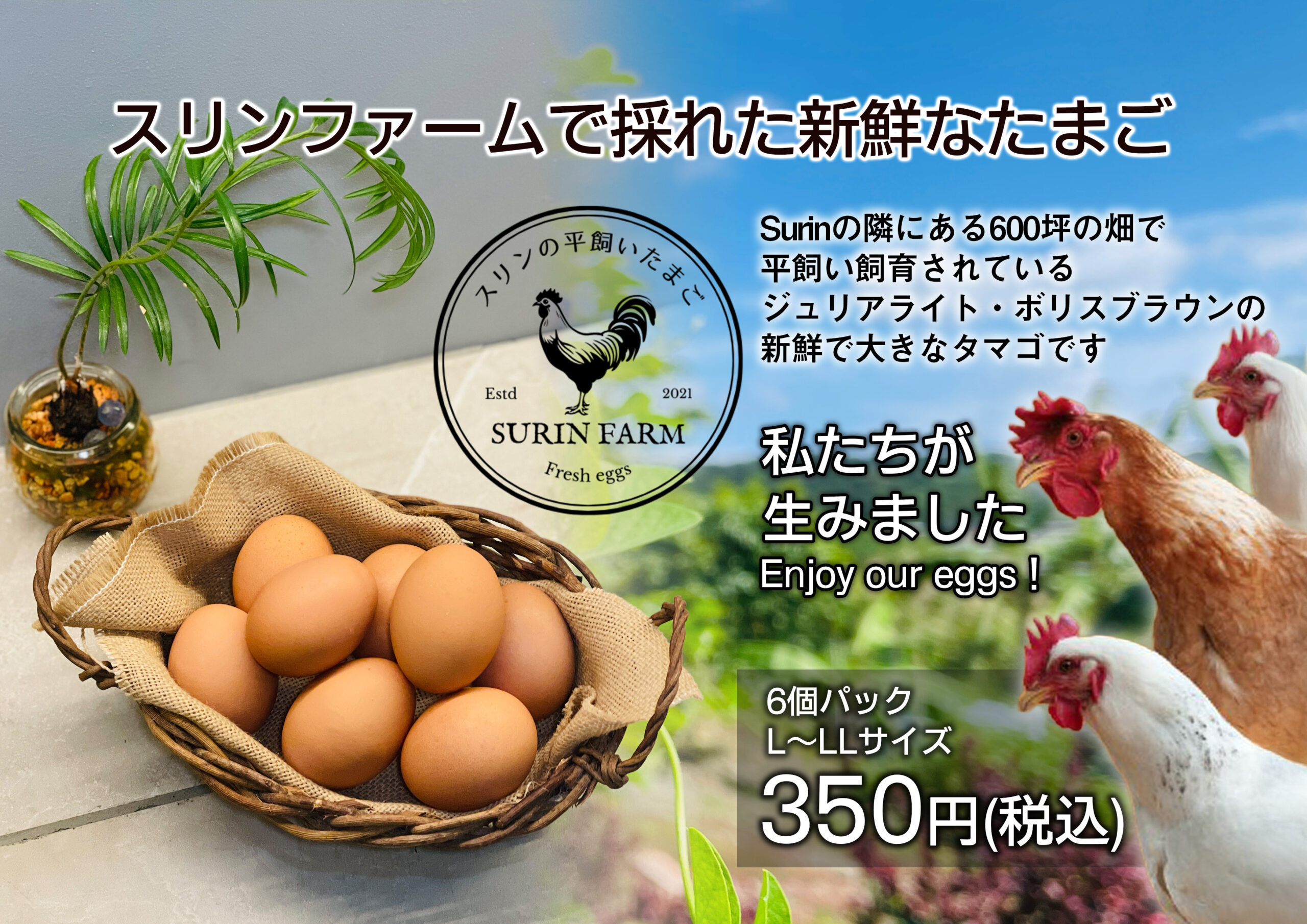 平飼いたまごの販売を開始しました | Surin